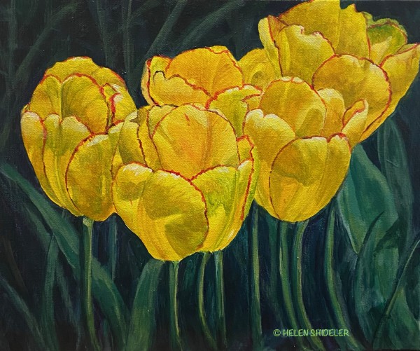 Sunny Tulips by Helen Shideler