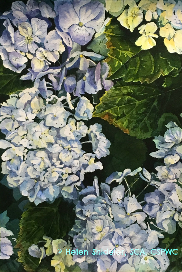 Blue Hydrangea by Helen Shideler