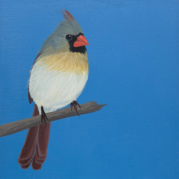 Cardinal on Blue (Female) by Susan Wallis, Image 1.
