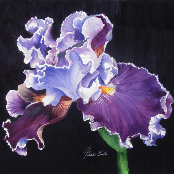 Purple Glory by Tanis Bula