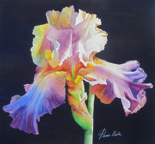 Iris in Sunlight by Tanis Bula