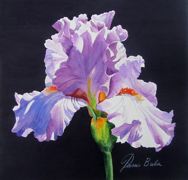 Lilac Iris by Tanis Bula