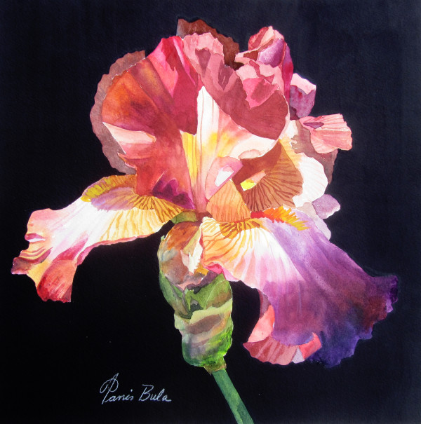 Red Iris by Tanis Bula