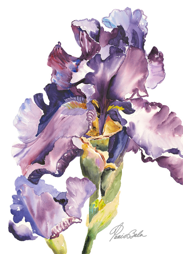 Purple Iris with Bud by Tanis Bula
