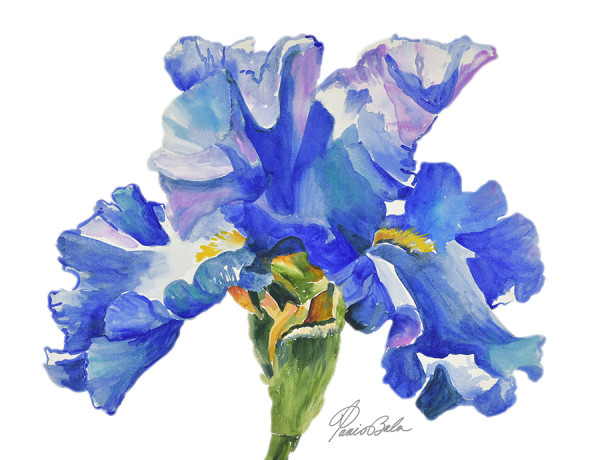 16-22 Ruffled Iris by Tanis Bula