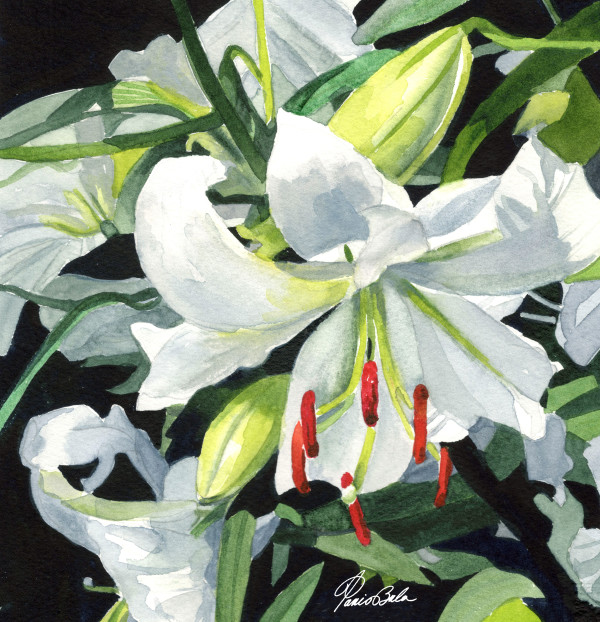 White Lily by Tanis Bula