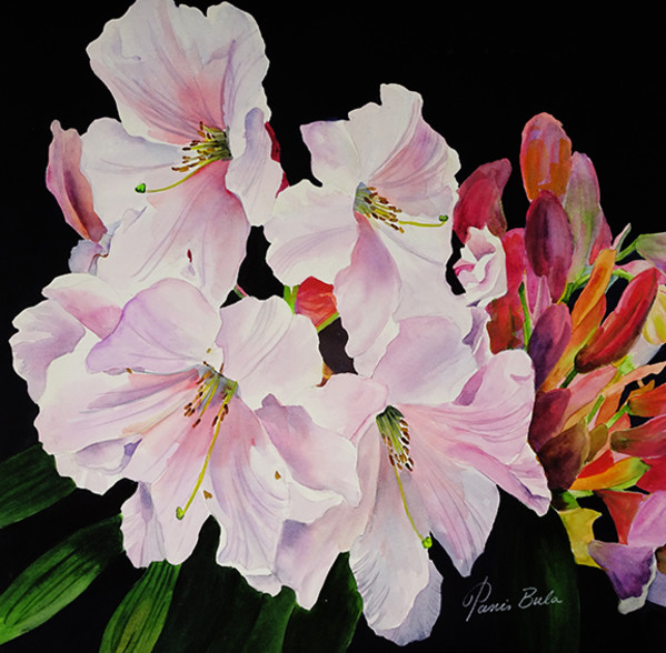 White Pink Rhodes by Tanis Bula