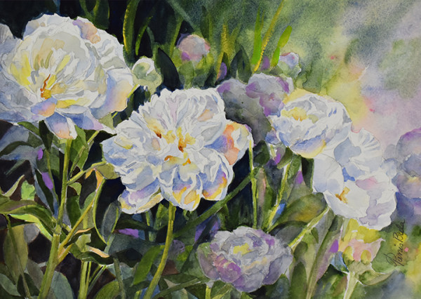 White Peonies by Tanis Bula