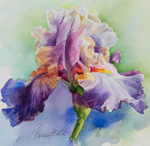 Iris Splendor by Tanis Bula
