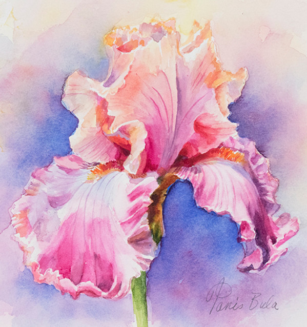 Pink Iris by Tanis Bula