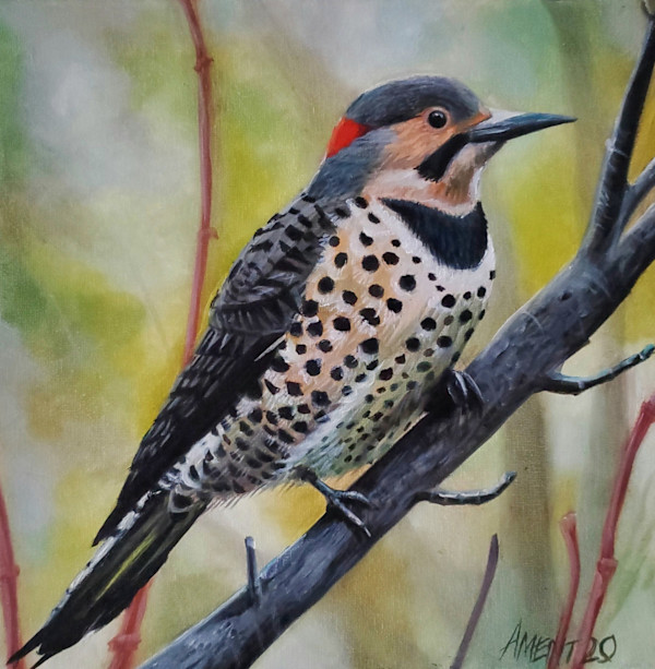 Northern Flicker by J. Scott Ament