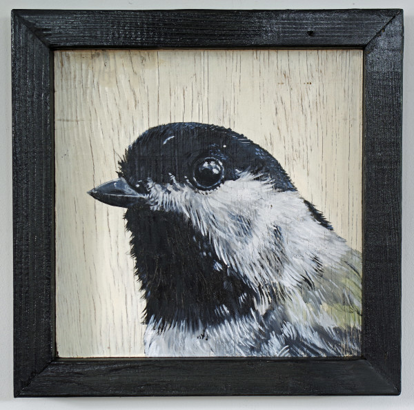 Black Capped Chickadee by J. Scott Ament