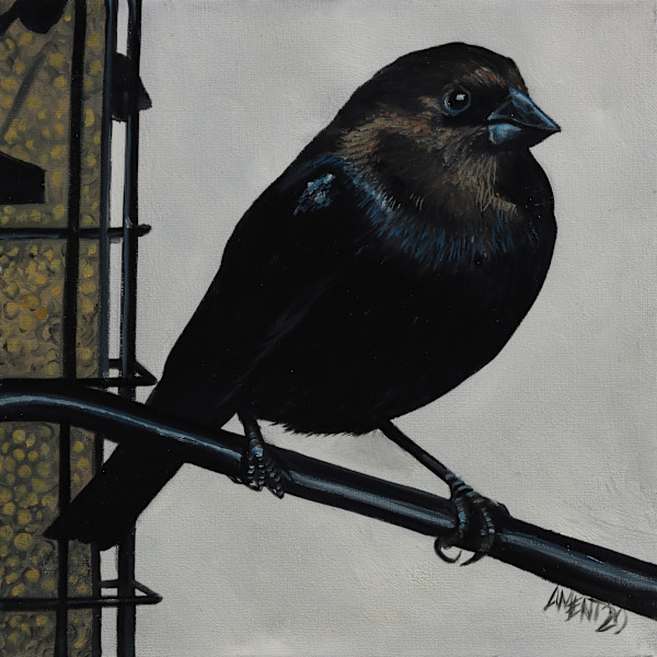 Brown Headed Cowbird by J. Scott Ament