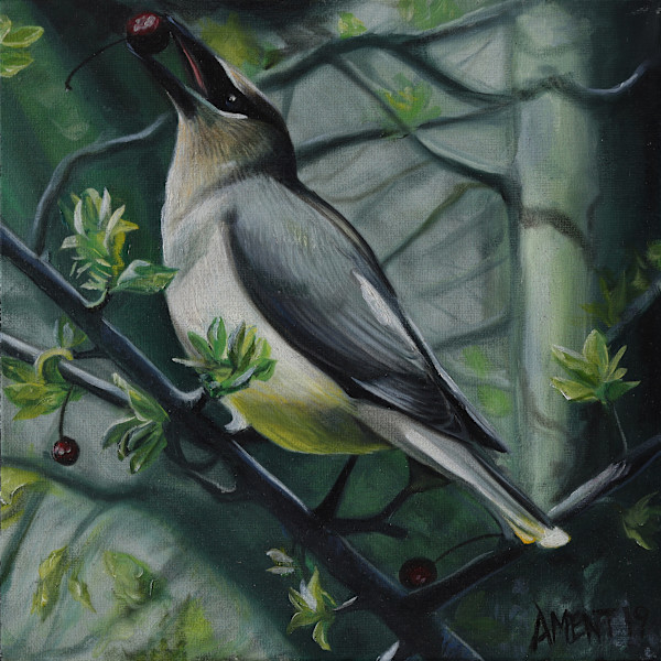 Cedar Waxwing by J. Scott Ament