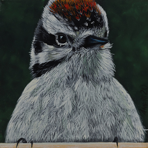 Downy Woodpecker by J. Scott Ament