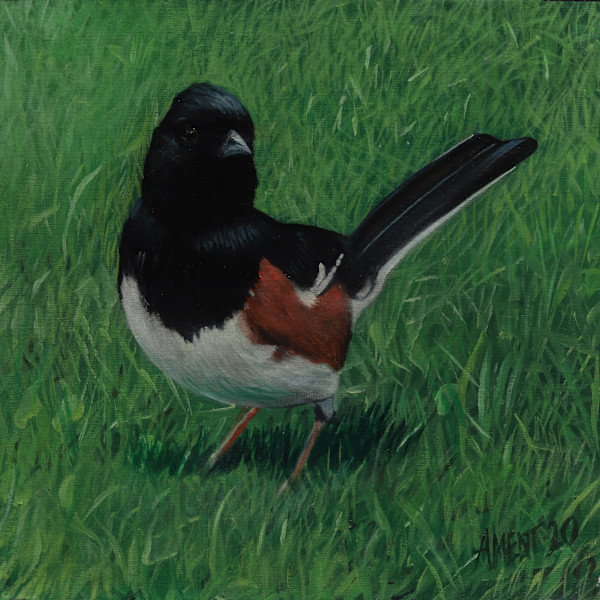 Eastern Towhee by J. Scott Ament