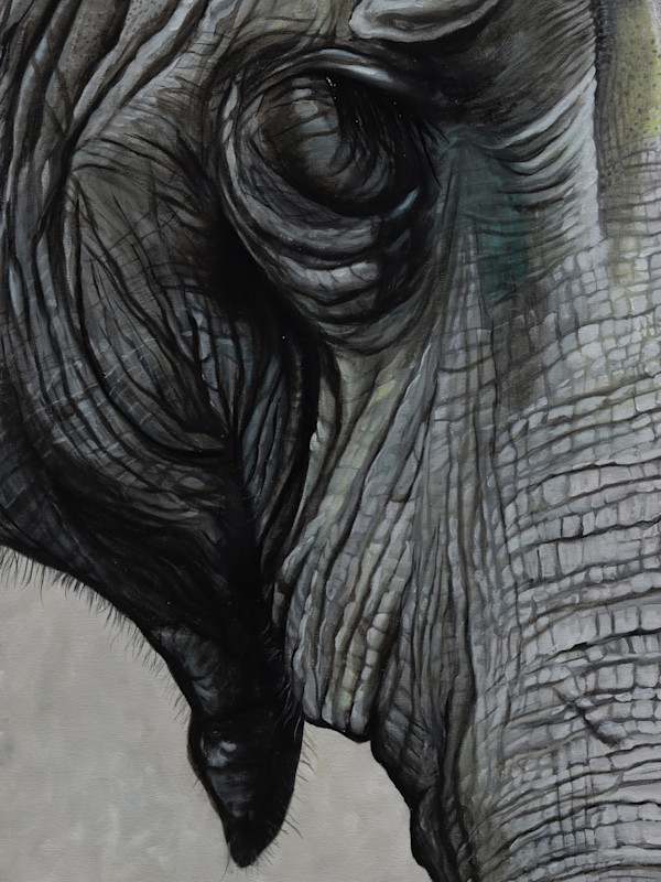 Elephant Detail by J. Scott Ament