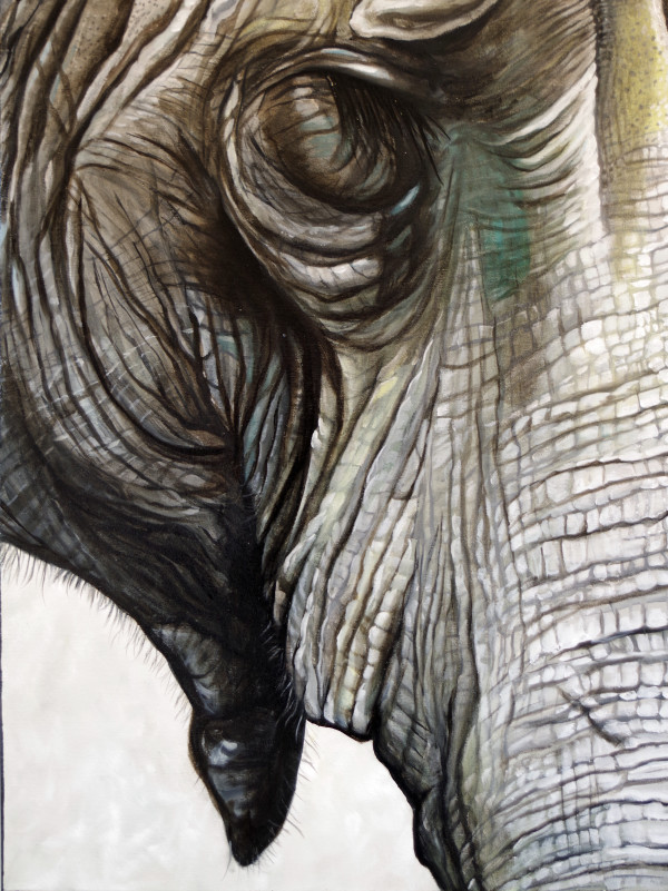 Elephant Detail by J. Scott Ament