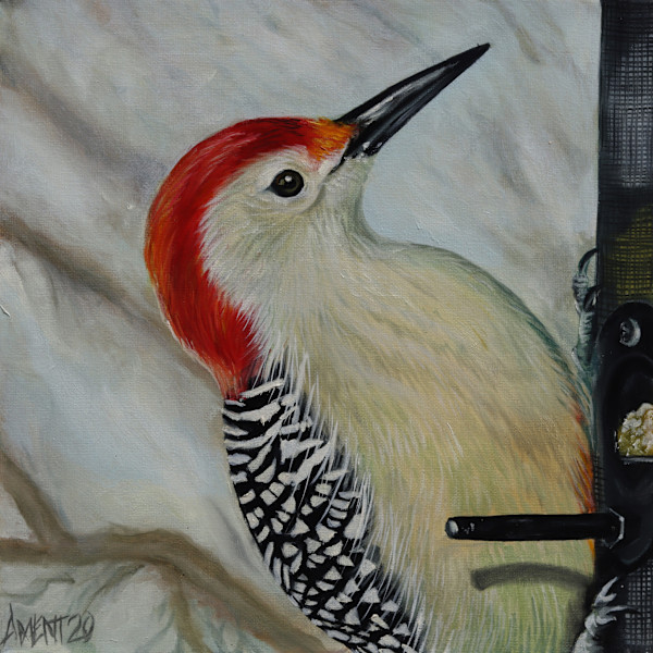 Feeder Red Bellied Woodpecker by J. Scott Ament