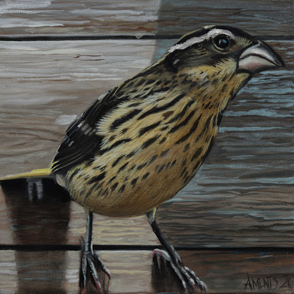 Female Grosbeak by J. Scott Ament