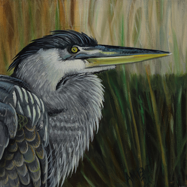 Great Blue Heron by J. Scott Ament