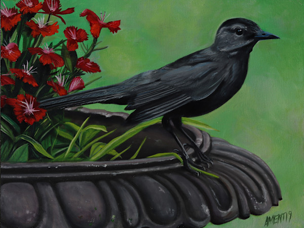 Gray Catbird by J. Scott Ament