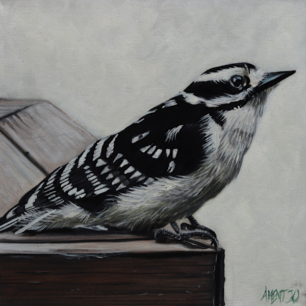 Hairy Woodpecker by J. Scott Ament