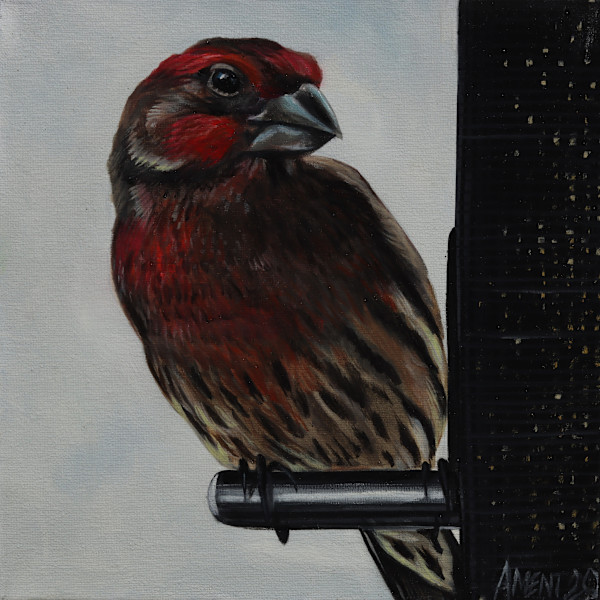House Finch by J. Scott Ament