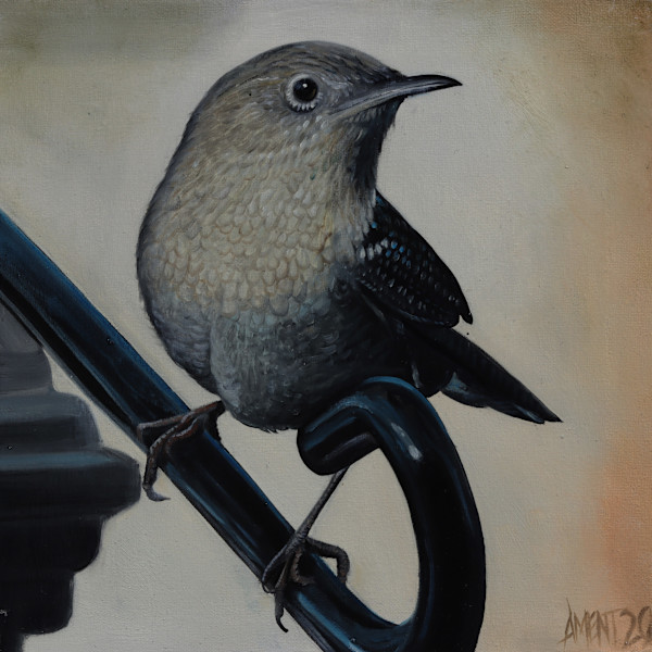 House Wren by J. Scott Ament