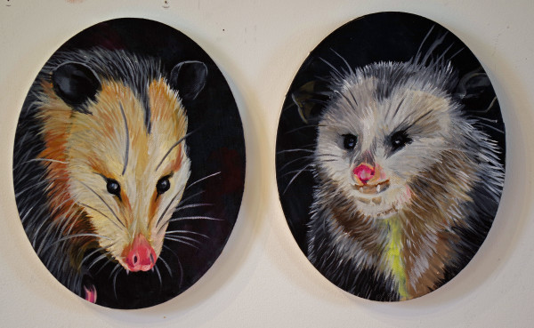 Possum Twins by J. Scott Ament