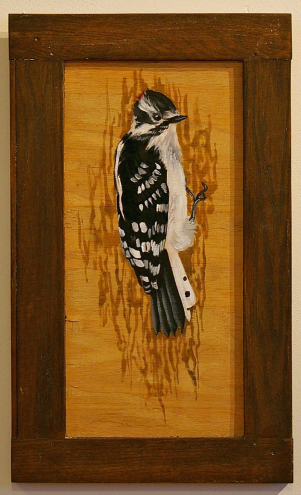 Downy Woodpecker by J. Scott Ament