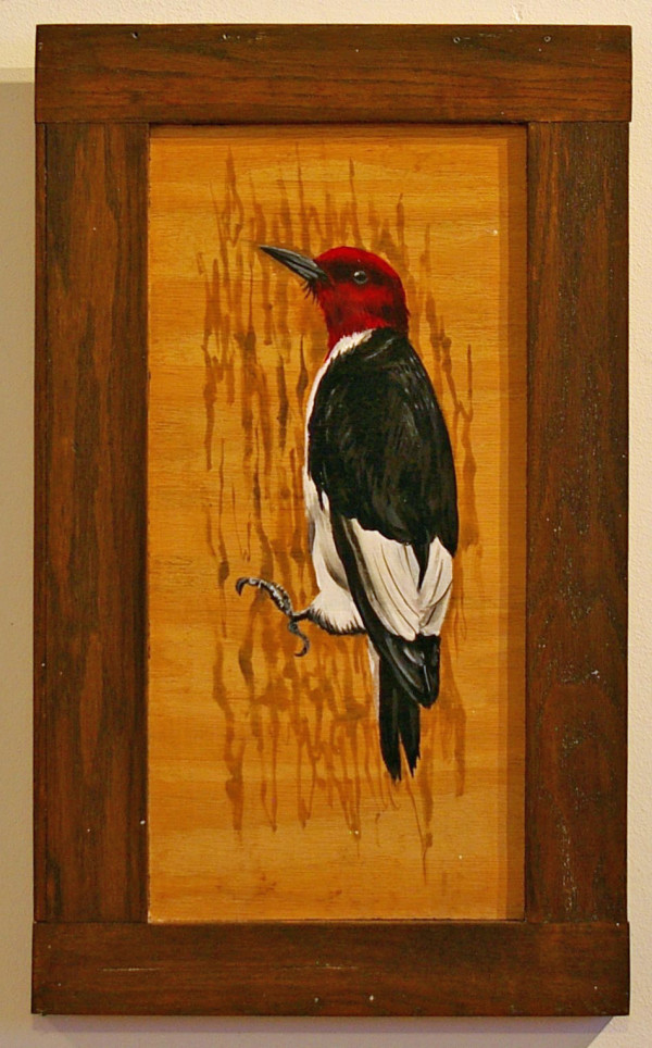 Red Headed Woodpecker by J. Scott Ament