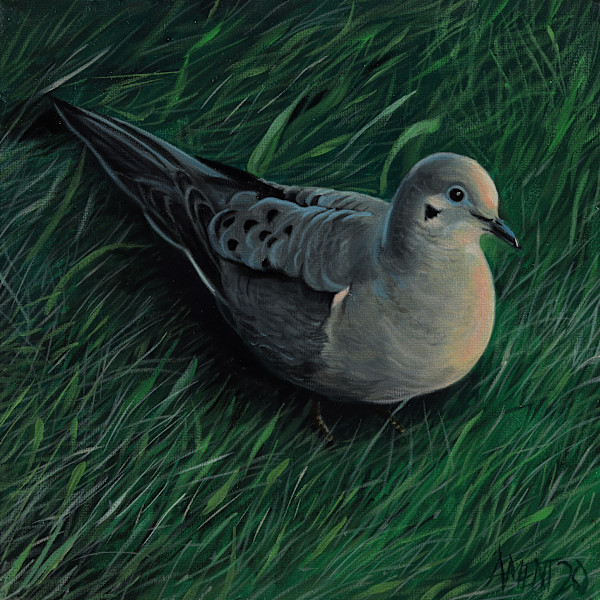 Mourning Dove by J. Scott Ament