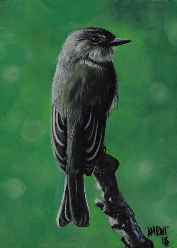 Eastern Phoebe by J. Scott Ament