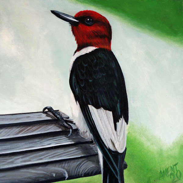 Red Headed Woodpecker by J. Scott Ament