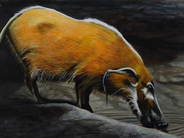 Red River Hog by J. Scott Ament