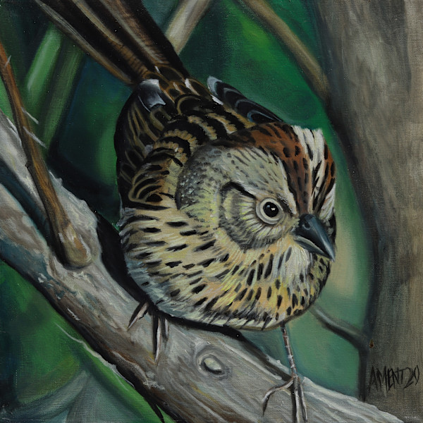 Song Sparrow by J. Scott Ament