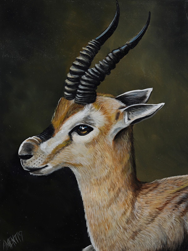Speke's Gazelle by J. Scott Ament