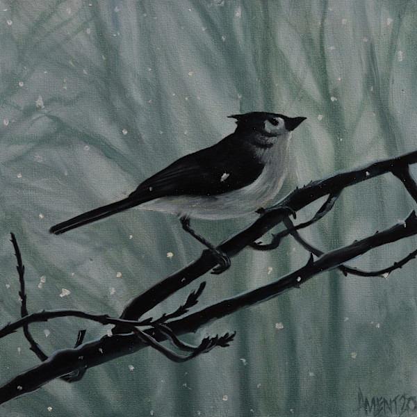 Tufted Titmouse by J. Scott Ament