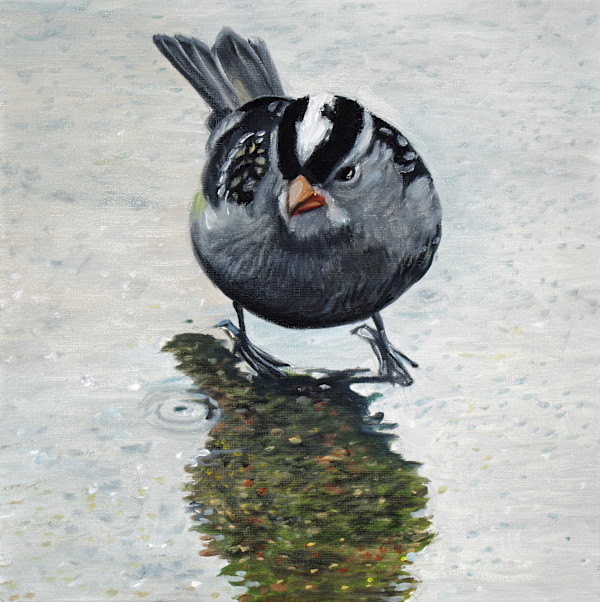 White Crowned Sparrow by J. Scott Ament