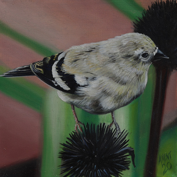 Winter Goldfinch by J. Scott Ament