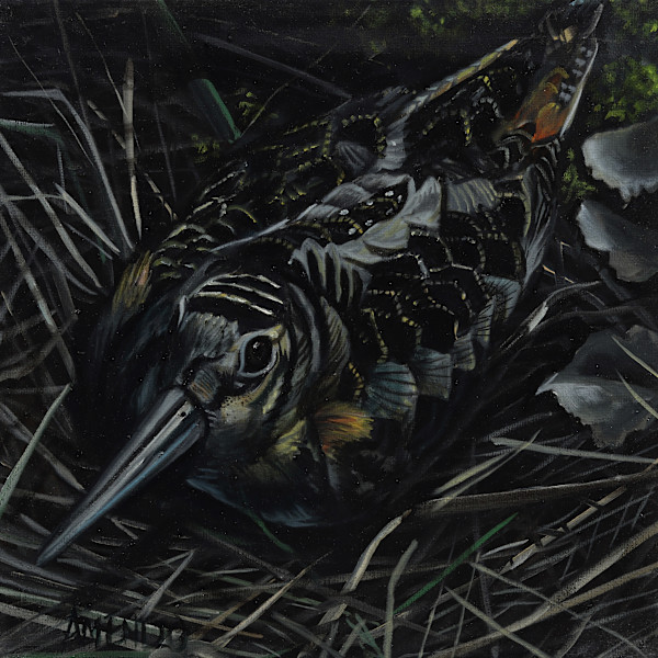 Woodcock by J. Scott Ament