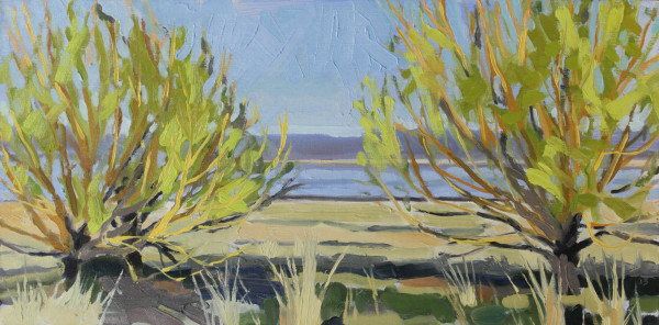Playa Willows by Shawn Demarest