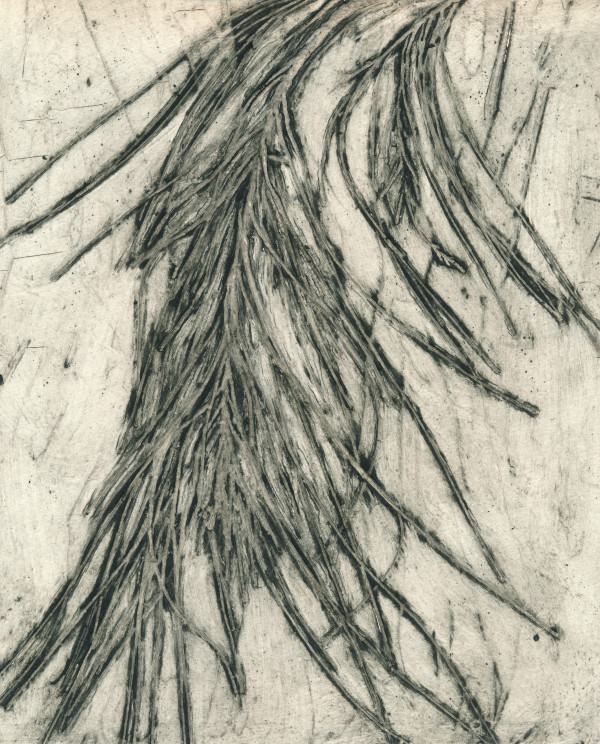 Coastal Sheoak 1 EV3/4 3/4 by Jacky Lowry