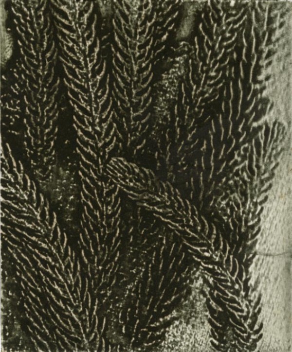 Norfolk Pine 1, 4/10 by Jacky Lowry