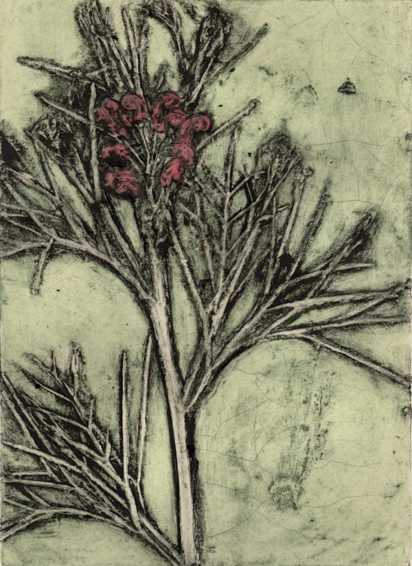 Albany Grevilea 2 7/7 by Jacky Lowry