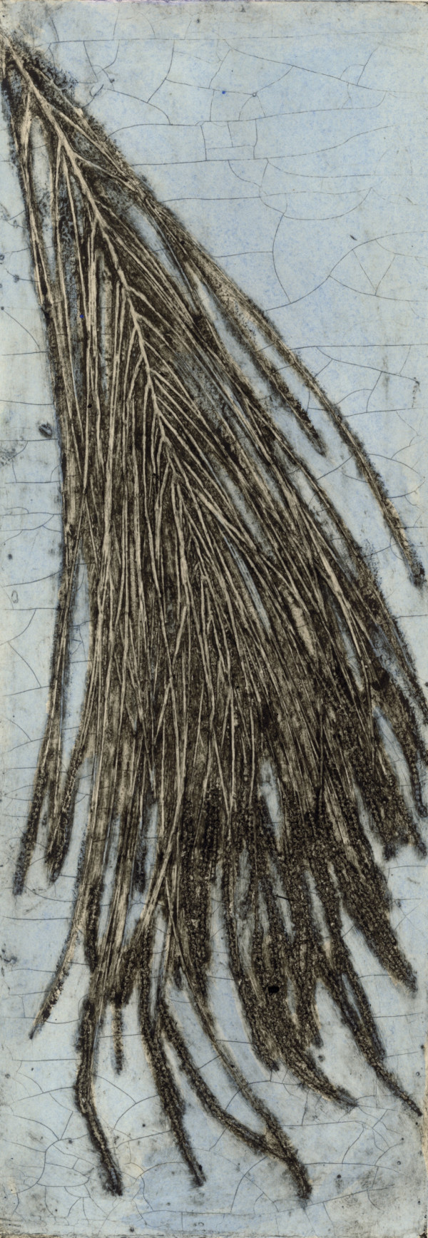Casuarina with Male Flowers 2 3/6 3 by Jacky Lowry