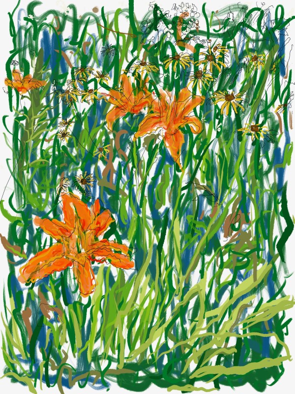Lilies Sketch by Alan Powell