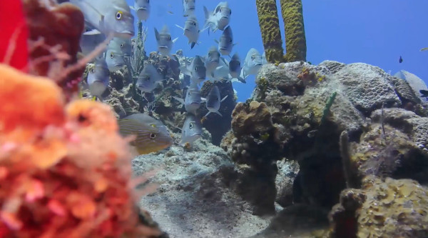 Cayman Reef by Alan Powell