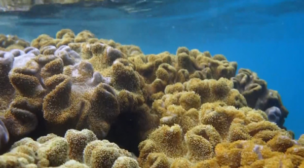 Top of the Reef Beqa Island Figi by Alan Powell